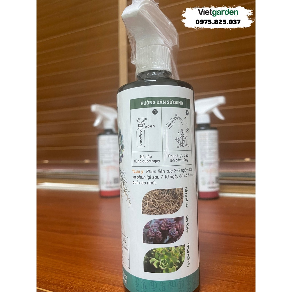 Chế phẩm kích rễ sen đá