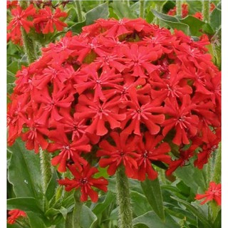 Hạt giống hoa Thu La đỏ (Lychnis Chalcedonica) gói 50 hạt