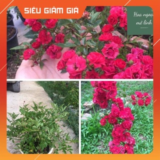 Hoa hồng Red Fairy leo chum sai hoa siêu đẹp -Hoa Ngoại Mê Linh Gía Rẻ Gía Rẻ