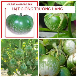 HẠT GIỐNG CÀ BÁT XANH - gói 1 gam