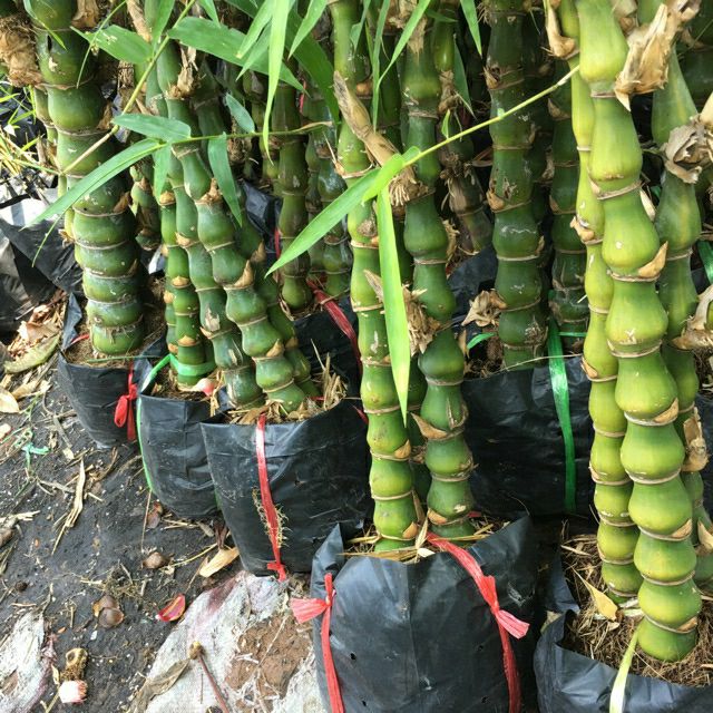 Cây Trúc Phật Bà bụi 3 cây lớn