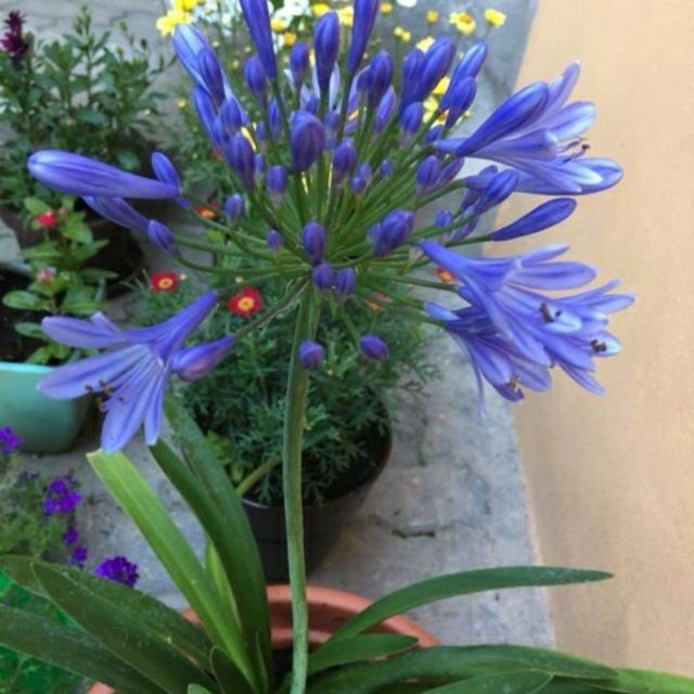 Combo chốt trên live  đầm