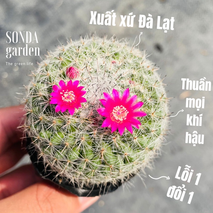 Xương rồng bánh sinh nhật SONDA GARDEN size bé 5-8cm, xuất xứ Đà Lạt, khoẻ đẹp, lỗi 1 đổi 1