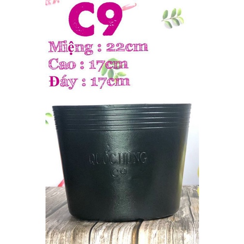 Chậu nhựa trồng cây