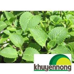 100 hạt giống húng chanh