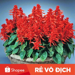 (SALE LỚN) 100 hạt giống hoa xp chất lượng cao