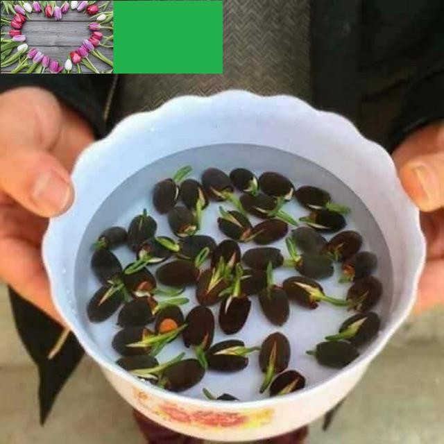 Gói 4 Hạt Giống Hoa Sen Bách Diệp màu đỏ nảy mầm 100% KHUYẾN MẠI 2 TUẦN SHOP MỚI KHUYẾN MẠI TẾT
