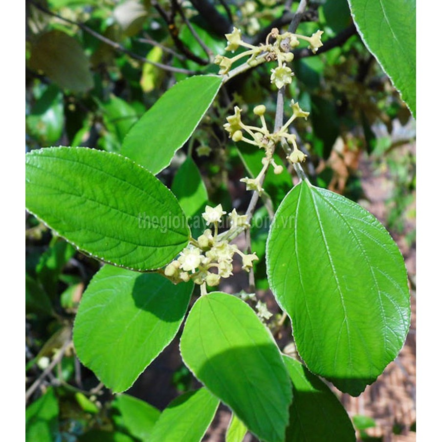 Cây giống Táo Xanh Thái Lan_trái chùm🍃♥️siêu trái🍃♥️Có trái sau 3 tháng. Trồng sân thượng ban công🍃♥️Cây ghép chui cành