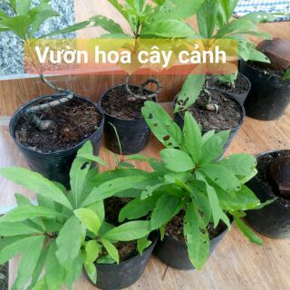 Chậu Lộc vừng bonsai mini