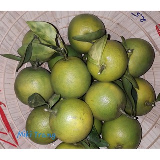 Cam xoàn Đồng Tháp