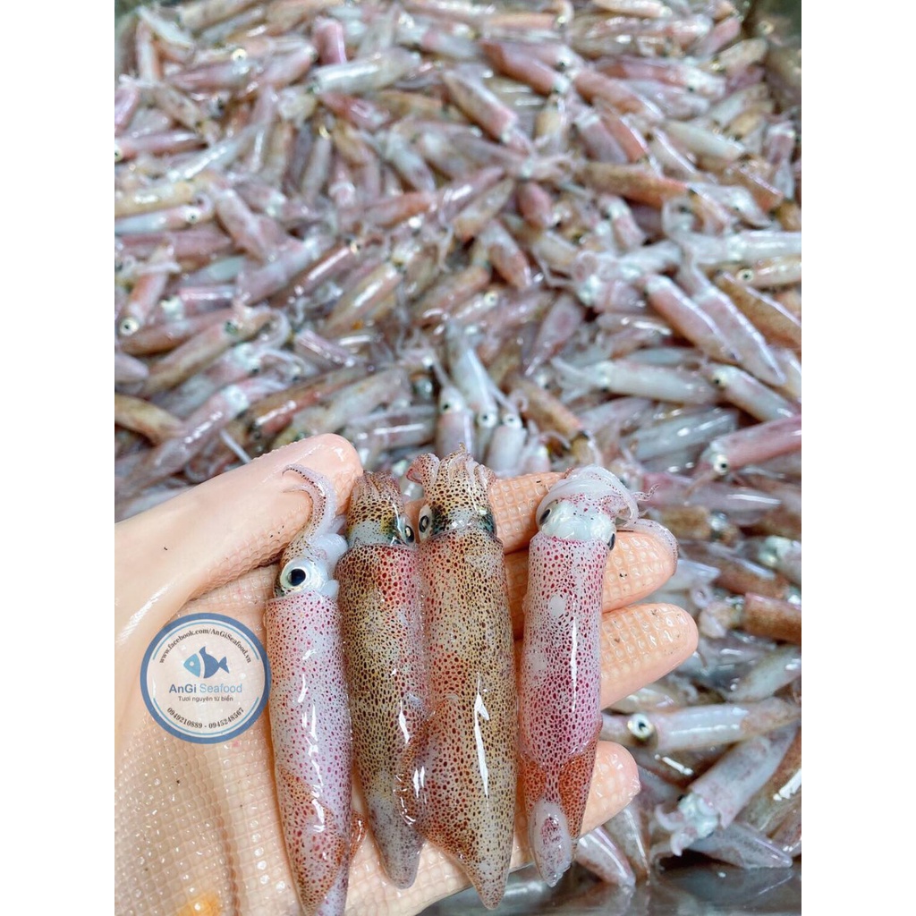 Mực sữa Phan Thiết tươi ngon 500g