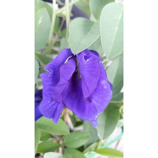 Hoa đậu biếc