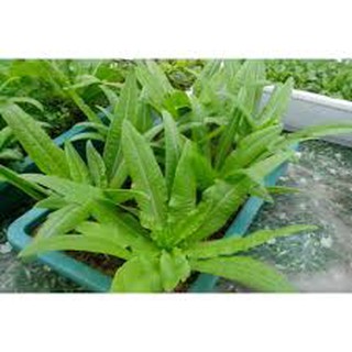 hạt giống rau diếp thơm - 5gr