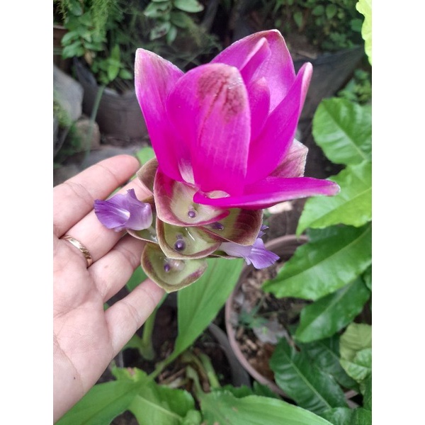Chậu hoa nghệ Thái tulip Thái
