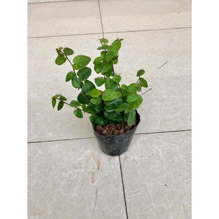 Cây thằn lằn - cây vảy ốc (ảnh thật)...