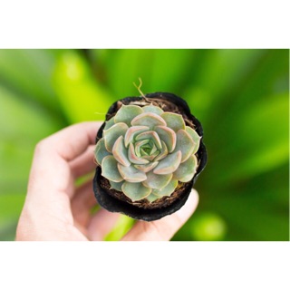 Sen đá hoa hồng nâu 5-7cm - Vườn sen đá