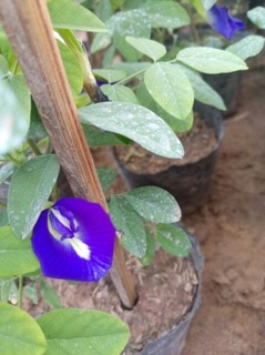 Cây hoa đậu biếc
