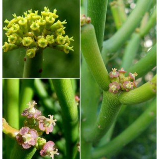CÂY GIAO ( CÓ BẦU ĐẤT )