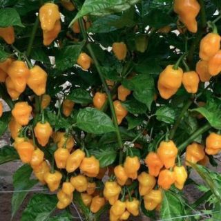 Ớt siêu cay HANABENO cam .giongcaynhap