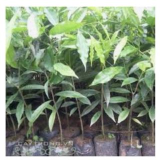 Cây gió bầu
