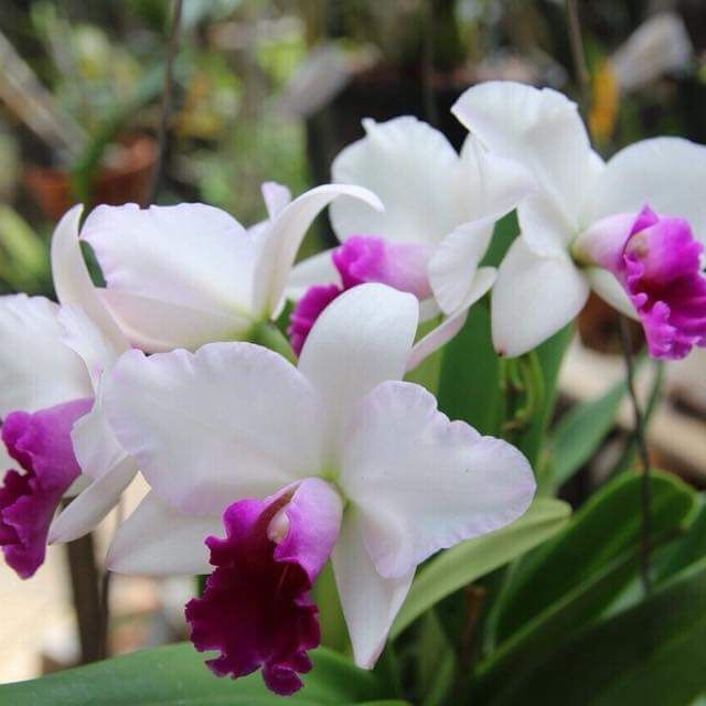 Lan cattleya