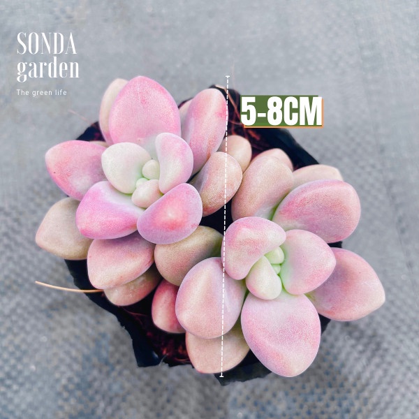 Sen đá sỏi hường SONDA GARDEN size bé 5-6cm, cây cảnh trang trí nhà cửa, lỗi 1 đổi 1