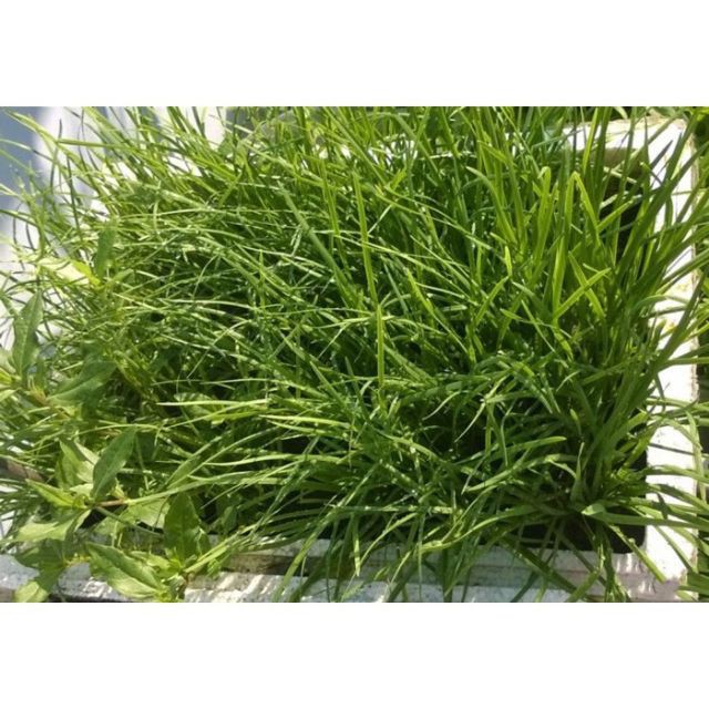 Hạt giống Hẹ Ta 5Gram khoảng 50 hạt luckyseed hạt siêu rẻ