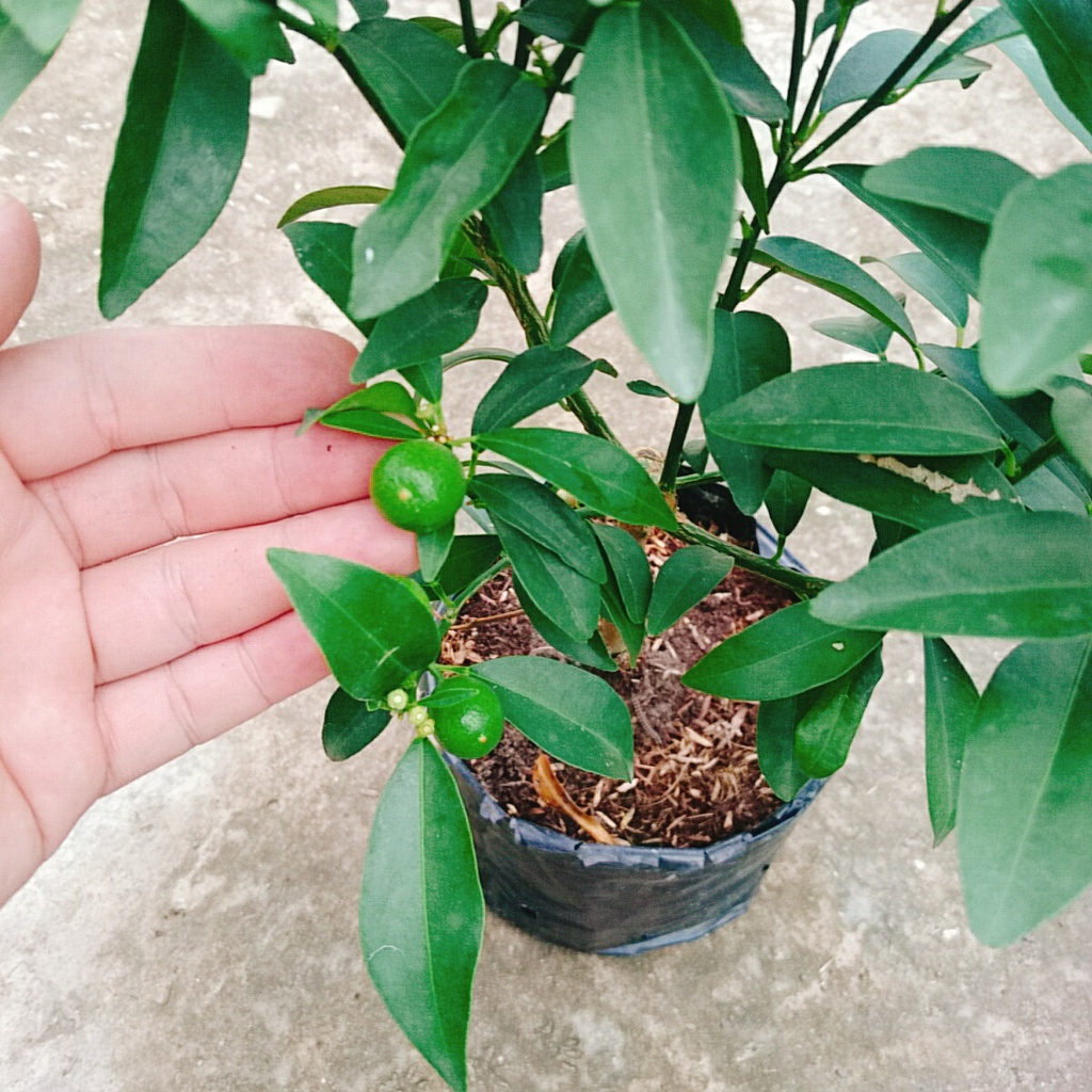 Cây Hạnh Ngọt - cây tắc ngọt thái