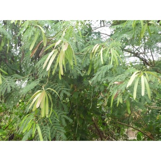 Hạt giống cây keo dậu - hạt giống táo nhơn - 10gram