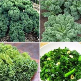 Combo 3 gói hạt giống rau cải xoăn xan - cai kale xanh ( Tặng 1 gói phân )