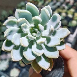 Sen đá sỏi xoáy