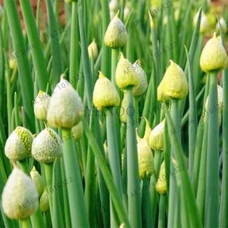 Hạt giống Hành Hoa F1