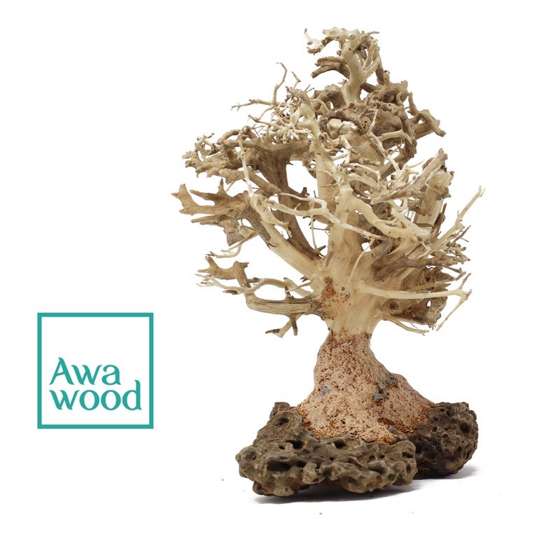 Lũa bonsai tự nhiên cao 10 cm