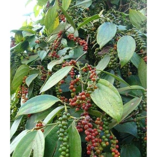 Tiêu Sọ Daklak -100gr/gói zip