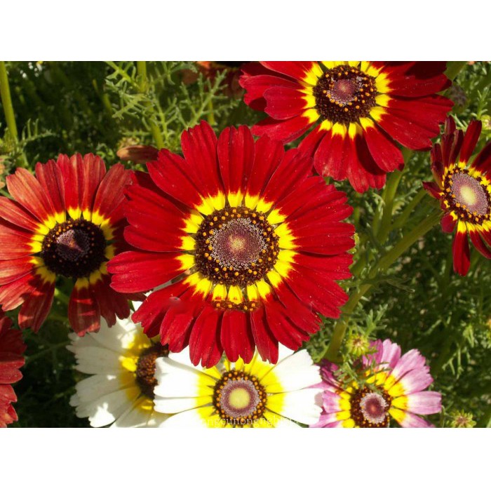 Hạt giống hoa Cúc Chi hỗn hợp, Hoa dễ trồng, hat giống hoa đẹp 100 hạt