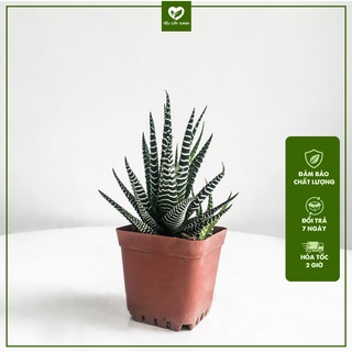 Cây Sen Đá Móng Rồng dễ chăm sóc, decor tiểu cảnh