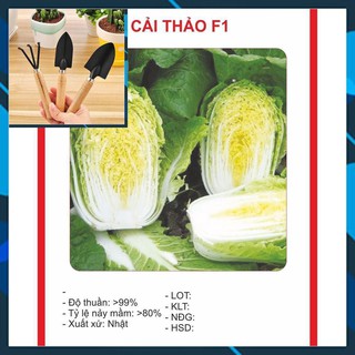Hạt giống cải thảo 0,5gram tặng bộ làm vươn mini