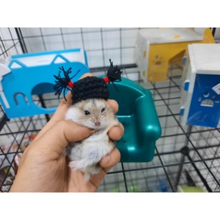 Nón Hamster Nhiều Mẫu - 10k trở lên