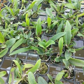 Cattleya cây giống