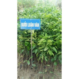 CÂY GIỐNG BƯỞI LUẬN VĂN