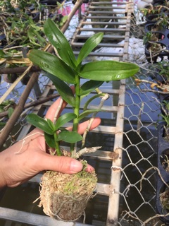 Phong lan phi điệp tím