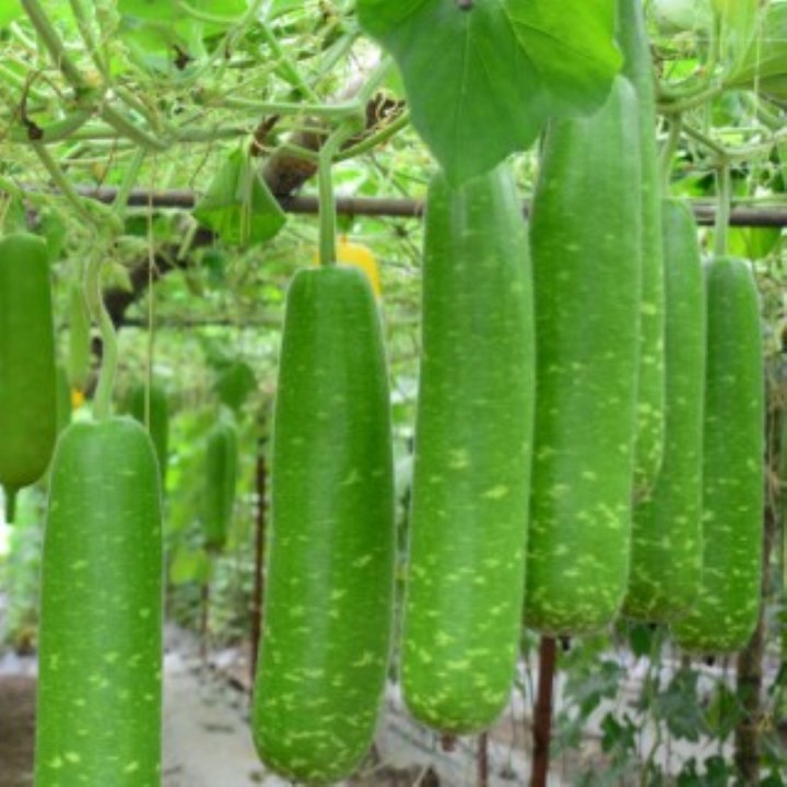 hạt giống bầu sao quả ngắn gói 10 hạt