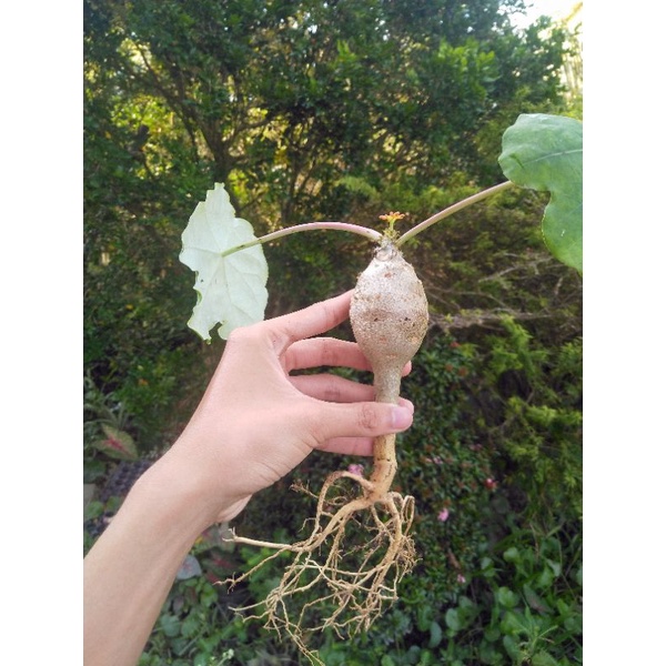 Cây sen tàu Atropha podagrica Hook đang có hoa