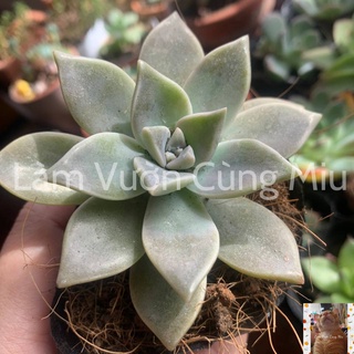 Sen Đá Ma (Đá Hồng) 👻👻👻 Size Bầu