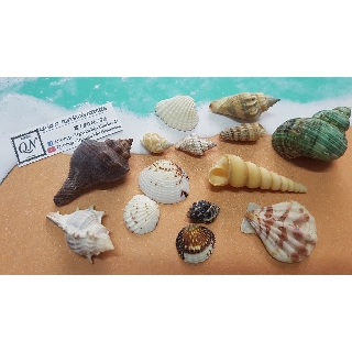 Vỏ ốc biển tự nhiên trang trí mô hình