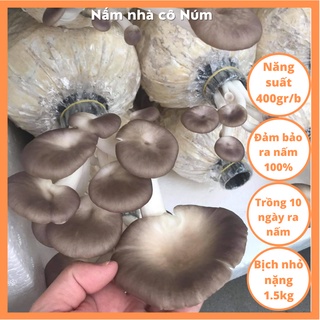Bịch giống trồng nấm BÀO NGƯ XÁM bịch nhỏ (combo 3 bịch), Bịch phôi nấm giống bào ngư xám bịch nhỏ