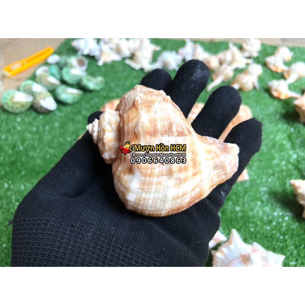 Chậu trồng cây để bàn phong cách đôc đáo, Vỏ Ốc Trái tim tự nhiên - trồng cây xương rồng, sen đá cảnh