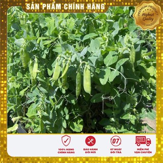 Hạt giống đậu Hà Lan - 50gr
