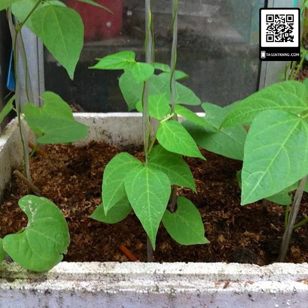 Deal 1K - 5 Hạt giống đậu cove leo (hạt nâu) - Tập làm vườn cùng Tạ Gia Trang