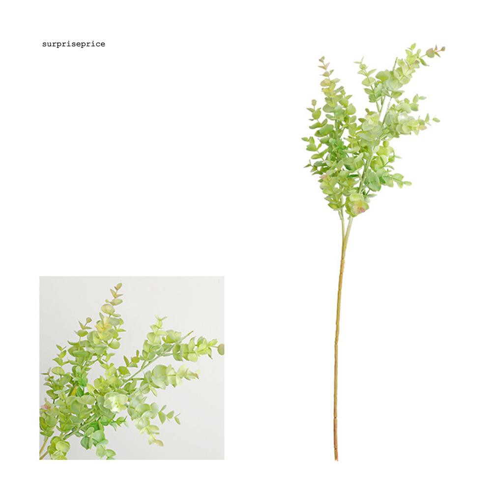 Nhánh lá bạch đàn giả đa năng chất lượng cao